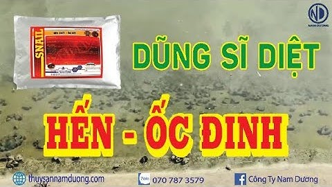 Cách diệt triệt để ỐC ĐINH, HẾN, DÒM XANH trong ao tôm | Snail | Nam Dương