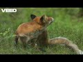 Mind Blowing 3 Animal Facts That You Never Know Before !