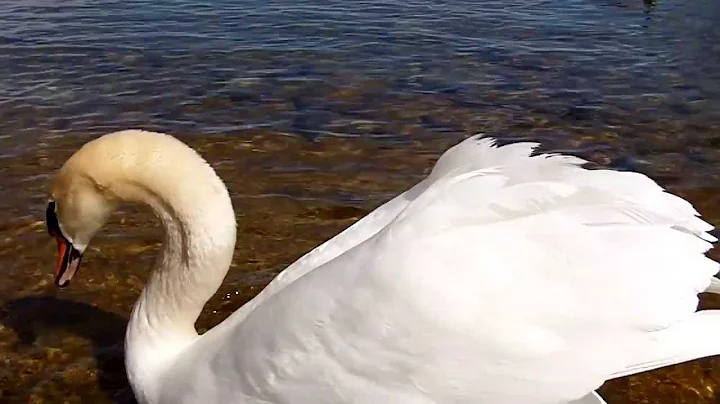 Fauchender Schwan