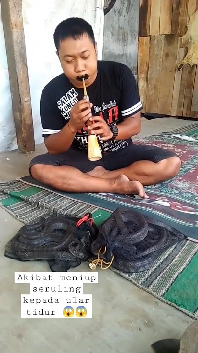 Meniup seruling saat ular tidur, begini akibatnya,, video : fb @Balinese Tridatu... #ular #suling