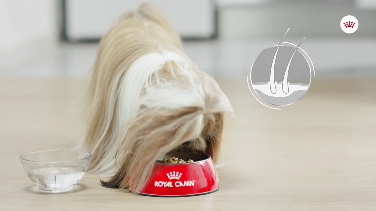 Royal Canin CCN Coat Care Mini zooplus.pl YouTube