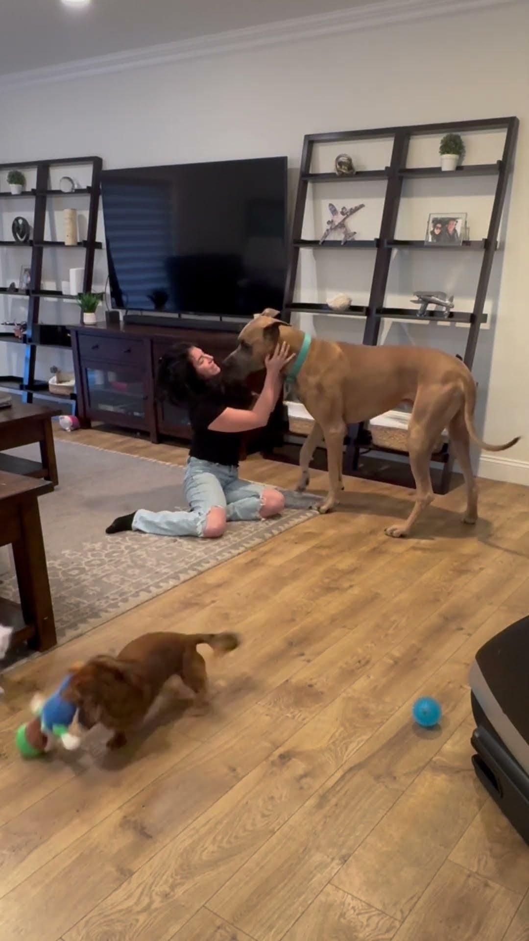 Pretending to Faint in Front of My Dog || ViralHog