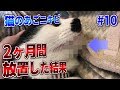 猫のアゴが黒いときの正体と対策#10 - 2ヶ月間ニキビを放置しました