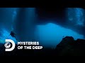 Diver Chomped by Whale? | Mysteries of the Deep