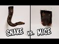 Ozzy Man Reviews: Snake vs Mice
