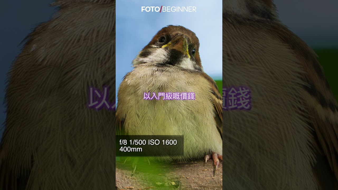 Sony FE100-400mm f5.6-8 OSS 極速試 (SEL100400) @SonyHongKong 縮圖