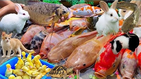 Bắt Các Con Vật Dễ Thương, Vịt Con Cá Cảnh, Thỏ, Mèo, Rùa Cá Trê, Cá Koi, Cá Lau Kiếng, Cua, Cá Rô