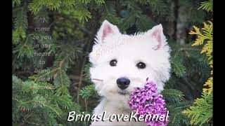 West Highland white terrier (westie) the dog that brings love