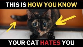PROVEN Signs Your CAT DOESN'T LOVE You (and you didn't know)