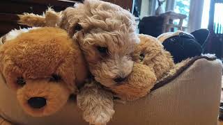 Cockapoo puppy playing with stuffed puppies