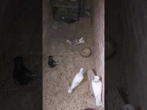 بلاش تطير الحمام اليومين دول