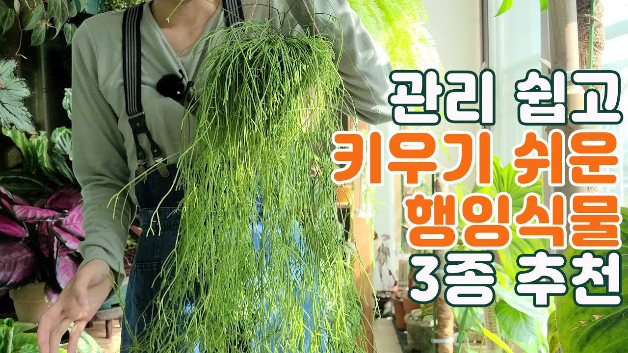 초보자도 키우기 쉽고 관리하기 쉬운 행잉식물 종류 3가지 추천 ㅣ덩굴식물, 넝쿨 식물 차이 ㅣ - YouTube