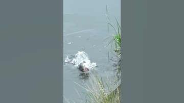 Câu cá lóc. Cận cảnh cá lóc táp mồi. #caucaloc #manhraufishing #caucalockhung