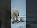 Not every animal is a predator. #animals #wildlife #nature #viral #shorts