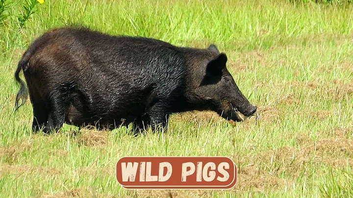 Florida Wild Pigs