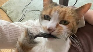 猫のミー子は筆作りに余念がない。