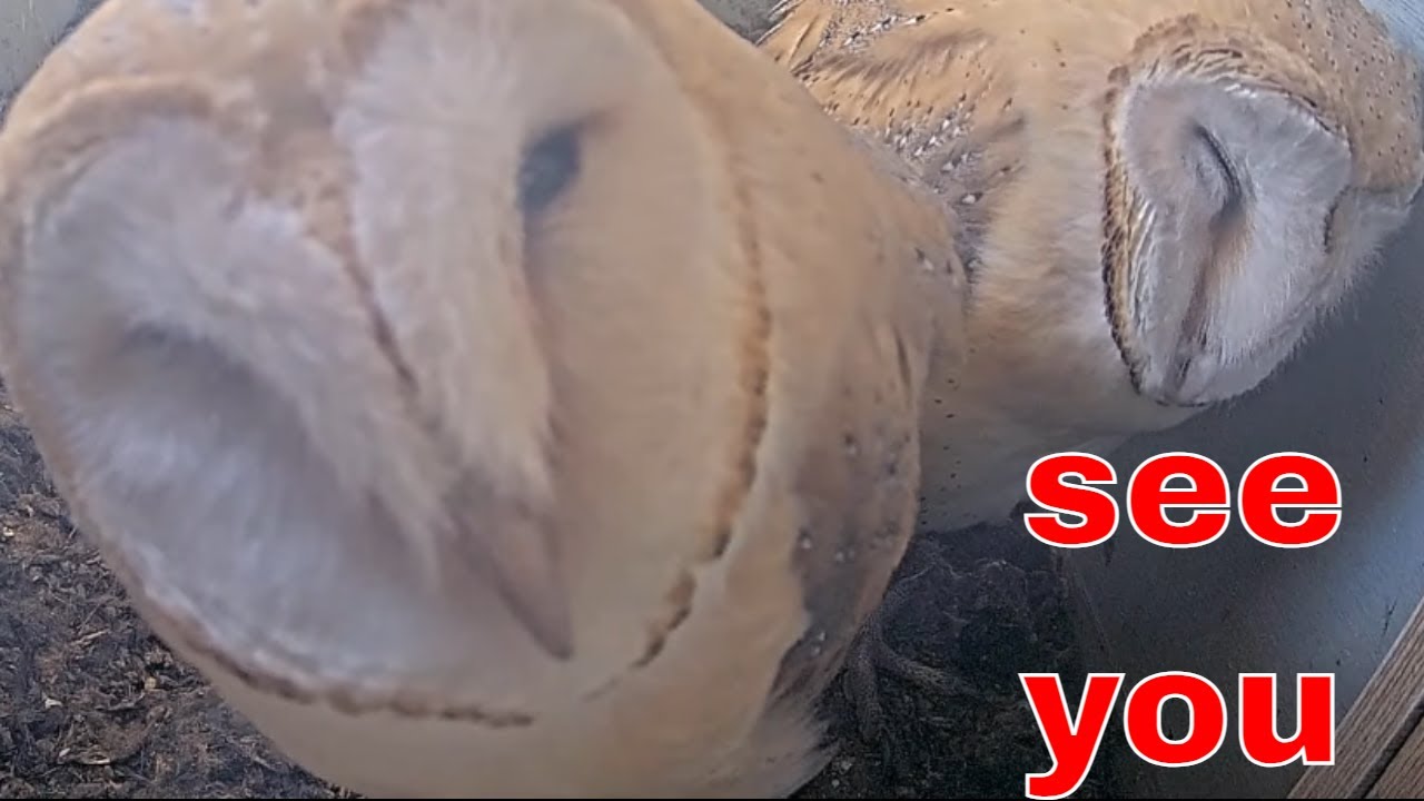 Fluffy Trio 🦉 Three Cute Barn Owl Fledglings Inside the Nest Box