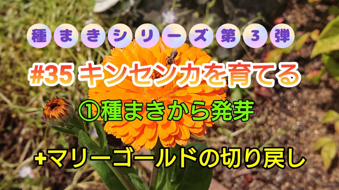 #35 キンセンカを育てる①種まきから発芽+マリーゴールドの切り戻し／9月下旬～10月上旬