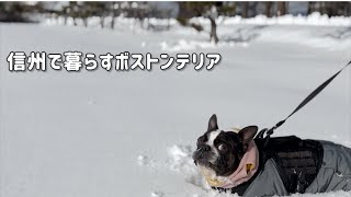 ボストンテリア4歳/雪の日の過ごし方/ボステリ/田舎暮らし by ボストンテリアきいろ 891 views 3 months ago 12 minutes, 18 seconds