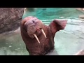 Walrus says hello