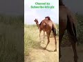 Camel female enjoyingcamelofthar camelsofdesert