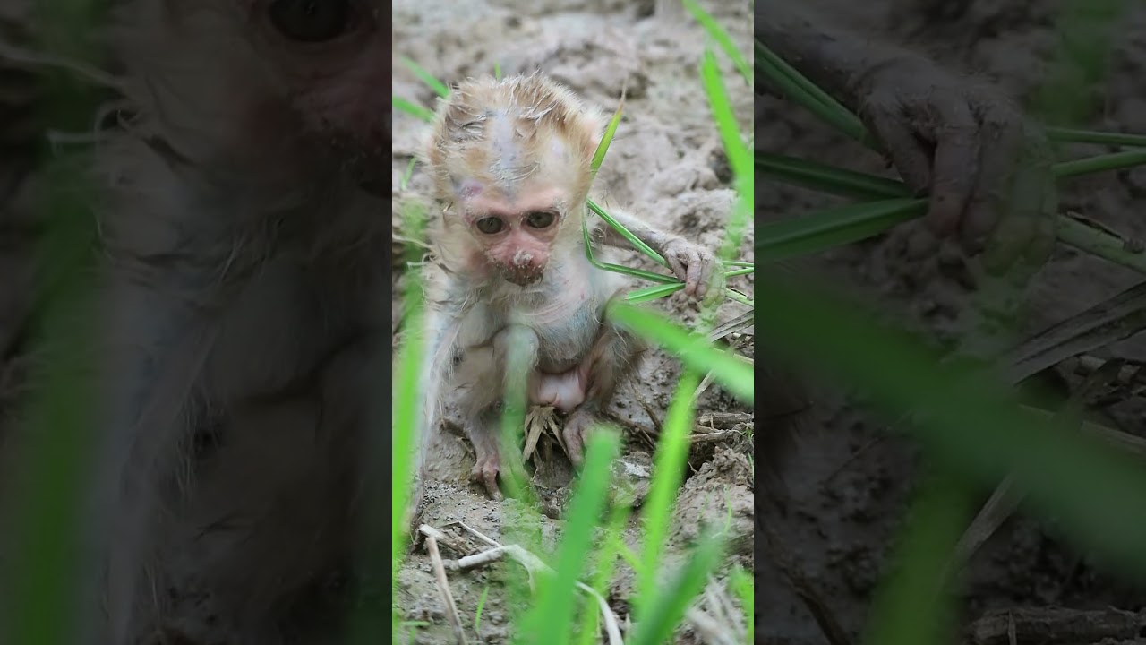 so it's a pity baby monkey