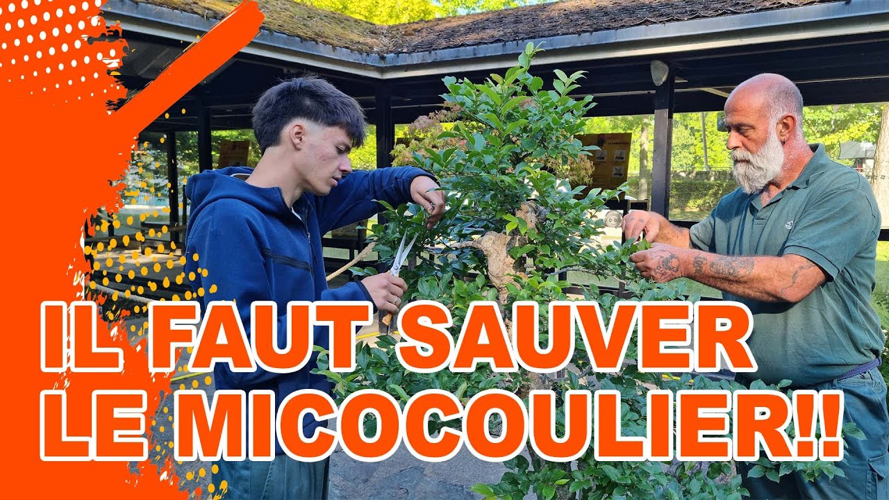 IL FAUT SAUVER LE MICOCOULIER !!!