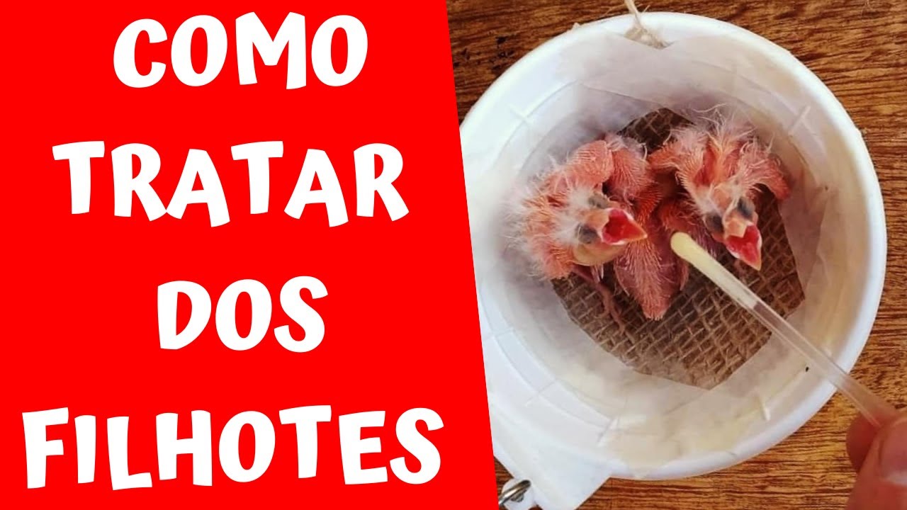 COMO ALIMENTAR O FILHOTE DE CANÁRIO COM PAPINHA