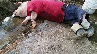 COMEDY VIDEO #16. Лучшие приколы 2015 / The best jokes 2015 COMEDY VIDEO #16. Лучшие приколы 2015 / The best jokes 2015