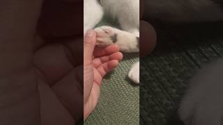 Cat&#39;s little bean #shorts #shortvideo #shortsfeed #bean #paws #cat #catshorts #catsofyoutube #pets