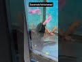 Buying succarcate fish #fish #fishbowl #exoticaquariumfish #megaquarium