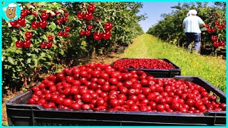 How American Farmers Harvest Tons Of Cherries  Cherry Processing