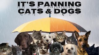 It’s Panning Cats & Dogs Update 2 #panningpetspp @Deb_B @DannieHussey #pantasticladiescollab