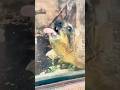 The Hyrax’s Closest Relative Will Shock You! 🐘 🐿️⚡️#animals #funny #shortfeed #science #hyrax