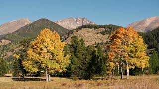 JUST LIKE ASPENS