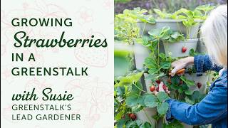  Growing Strawberries In A Greenstalk   National Strawberry Day