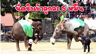 ช้างเตะบอล นัดชิง สุดมันส์ แสดงช้างแสนรู้ งานแสดงช้างจังหวัดสุรินทร์ ปี 2566