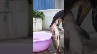 Cormorants Like To Eat Fish Bigger Than Their Own Heads