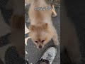 Funny Pomeranian Yells at Guy Trying to Pet Him