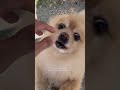 Funny Pomeranian Yells at Guy Trying to Pet Him