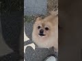 Funny Pomeranian Yells at Guy Trying to Pet Him