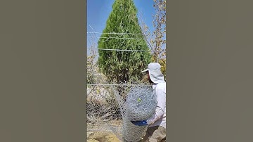 From Start to Finish: Installing a Chain Link Fence in 1 Minute 🛠️ #Shorts