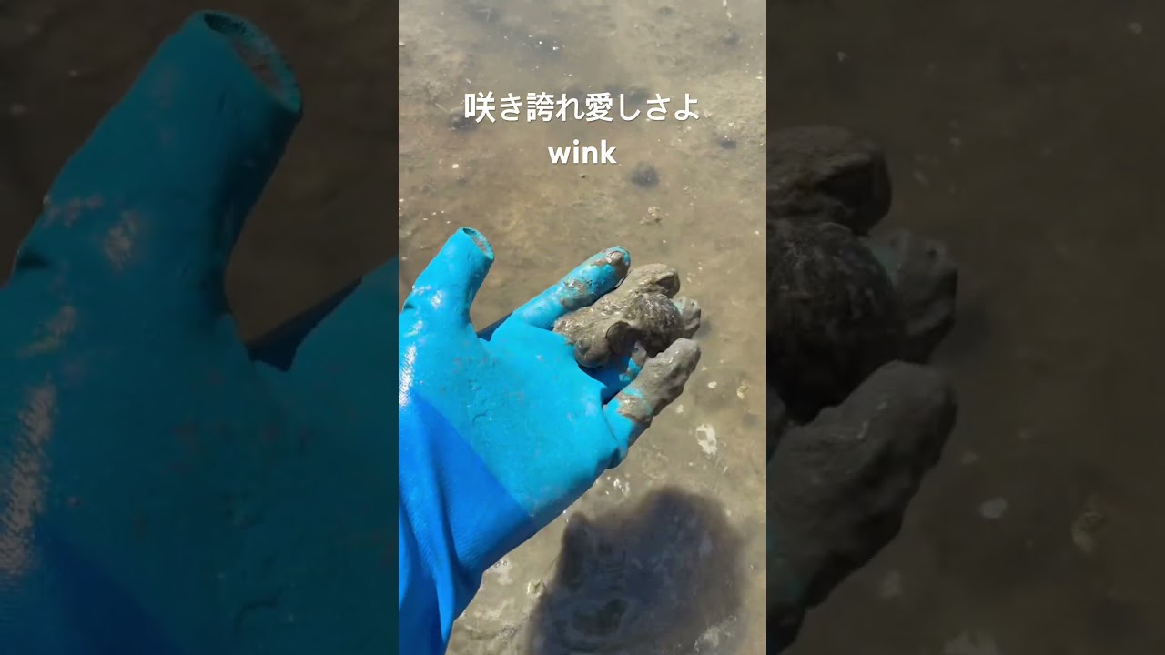 【ジャンボタニシ】苗を食べられたので、手植えしました!