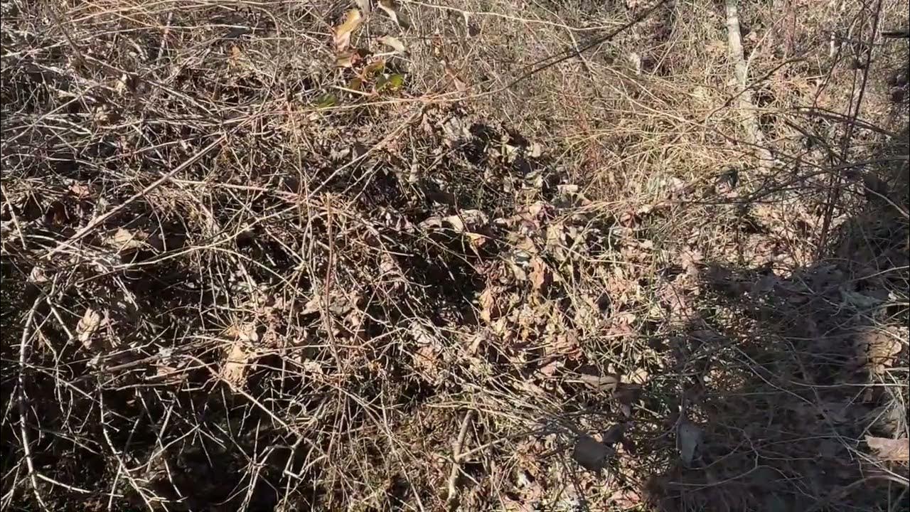 digging-a-half-acre-pond-by-hand-pt-1-youtube