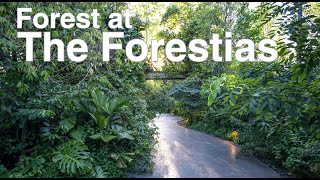 เล่าเรื่องบ้าน EP68 : ไม่ใช่แค่สวน แต่เป็นระบบนิเวศน์ป่าในโครงการ The Forestias