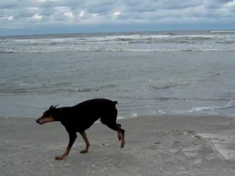 Doberman - Sara at the beach