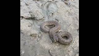 Hatchery Highlight: Nerodia erythrogaster, Plainbelly Watersnake. 