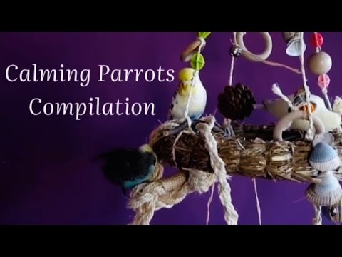 Amazing budgies, cockatiels, Macaw videos compulation @Parrots world  Subscribe for more #tamed
