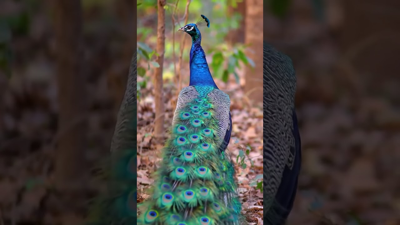 Majestic Peacock Display  Stunning Feather Dance in the Wild 