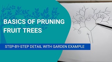 Basics of Pruning Fruit Trees - Step-by-step explanation